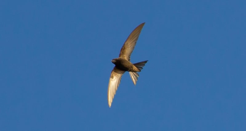 Taylor Swift performing on stage